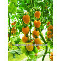 All Kinds Of Tomato Seeds Red Yellow Black And Purple
